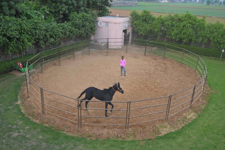 ELLY-BLACK BEAUTY in the FarmHouse