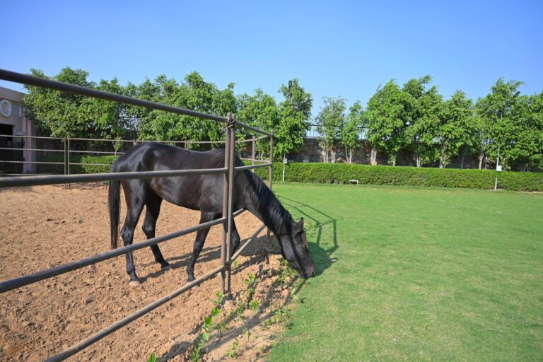 ELLY-BLACK BEAUTY Horse