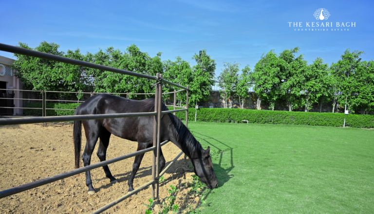 Elly Beauty at Farmhouse in Gurgaon